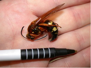 CicadaKillerCloseUp