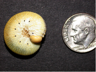 ElmSawfly