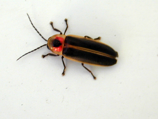 Firefly