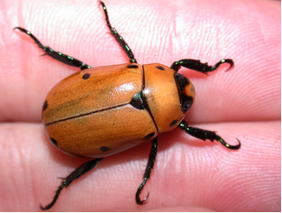GrapevineBeetle