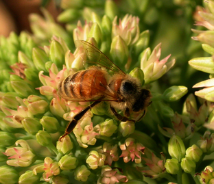 HoneyBee