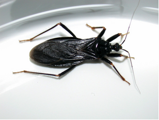 MaskedHunterBug