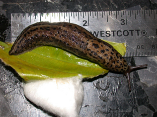 SpottedSlug