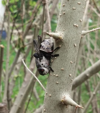 #2: An elusive adult rabbit bot fly. Photo Credit: Quentin Sprengelmeyer.