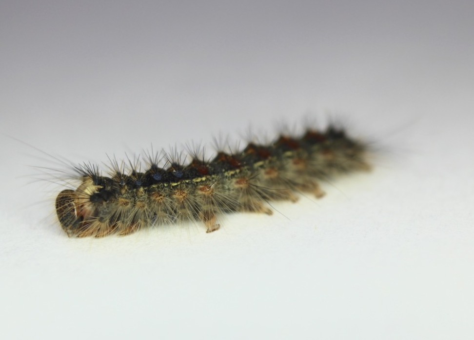 Gypsy Moth