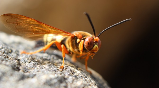 Asian Giant Hornets?—Nope!