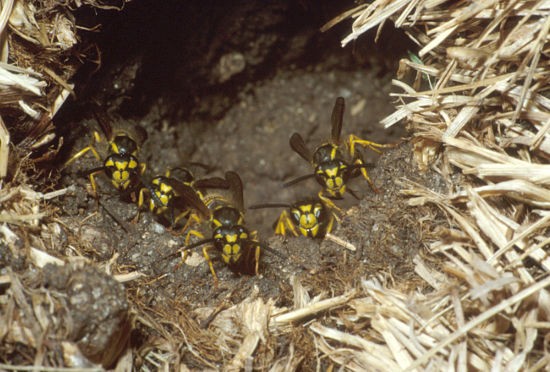 Yellowjacket Season