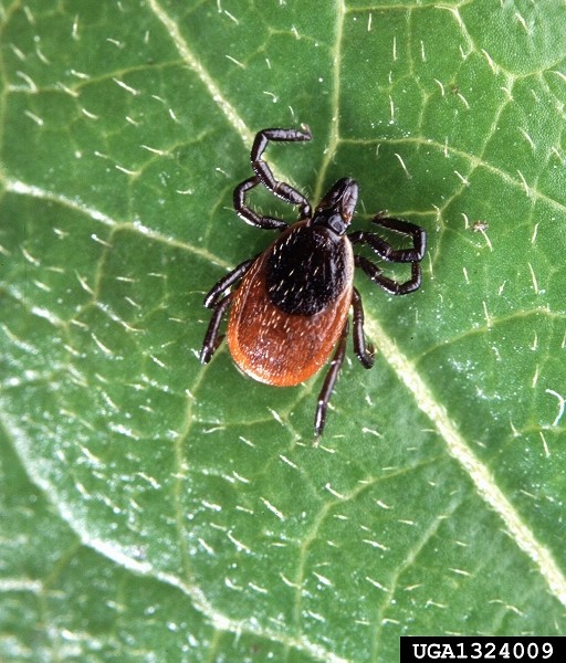 Deer Tick