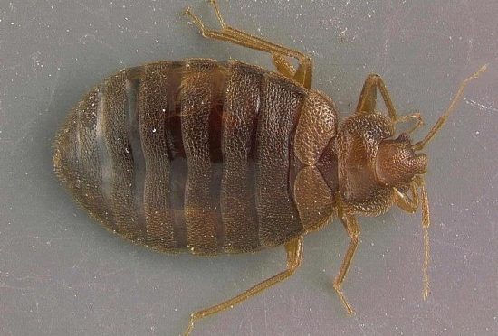 Free Couch? Think Twice About Bed Bugs