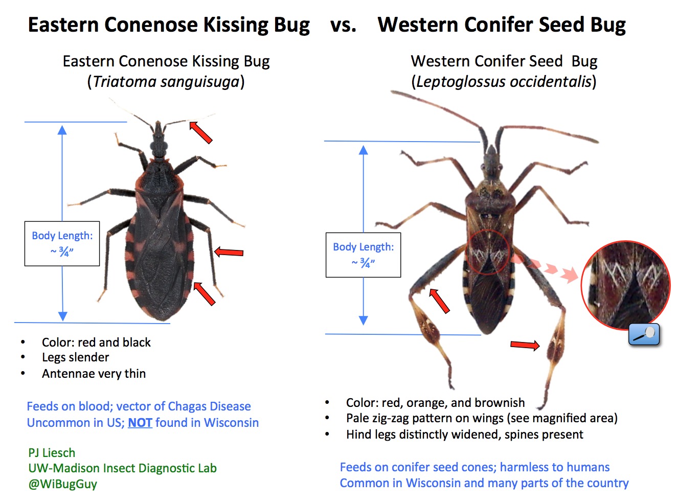 kissing-bug-id-guide