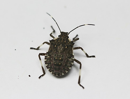 #8: Reports of juvenile brown marmorated stink bug indicate that this invasive species is reproducing the in the state. Photo Credit: PJ Liesch, UW Insect Diagnostic Lab.