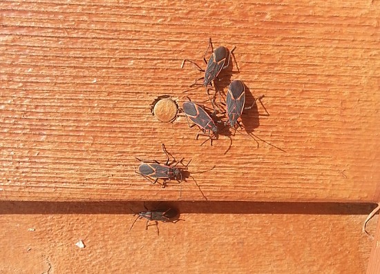 #10: Boxelder bugs had a surprisingly good year, despite the rainy conditions. Photo Credit: PJ Liesch, UW Insect Diagnostic Lab.