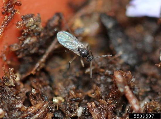 #7: Fungus gnats were very abundant in late summer and fall with rainy conditions seen in many parts of the state. Photo Credit: Whitney Cranshaw, Bugwood.org 
