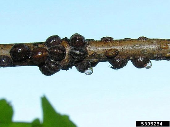 #9: Scale insects, like these lecanium scales, have been very abundant the last two years in Wisconsin. Photo Credit: Ronald S. Kelley, Bugwood.org