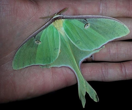 #6: Silk moths, such as this luna moth, were frequently spotted in 2016. Photo Credit: PJ Liesch, UW Insect Diagnostic Lab.