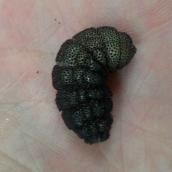 #2: An inch long bot fly larva from a mouse. Photo Credit: PJ Liesch, UW Insect Diagnostic Lab.