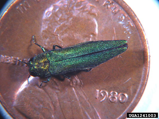 #5: The spread of the emerald ash borer increased dramatically in the state last year. Photo Credit: Howard Russell, Bugwood.org.