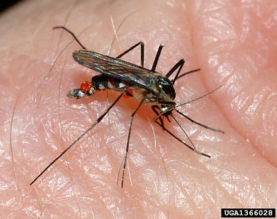 #1: Fierce mosquito pressure in many parts of the state combined with the Zika stories in the news gave mosquitoes the top spot in 2016's insect trends. Photo credit: Susan Ellis, Bugwood.org.
