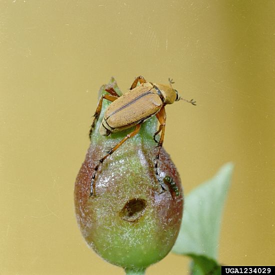 #3: Several scarab beetles, including the rose chafer caused notable plant damage last year. Photo Credit: Clemson University Extension, Bugwood.org.