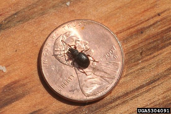#4: Fall invading insects, such as boxelder bugs are well known, but the strawberry root weevil and other weevils can sneak indoors during the summer months. Photo Credit: Whitney Cranshaw, Bugwood.org.