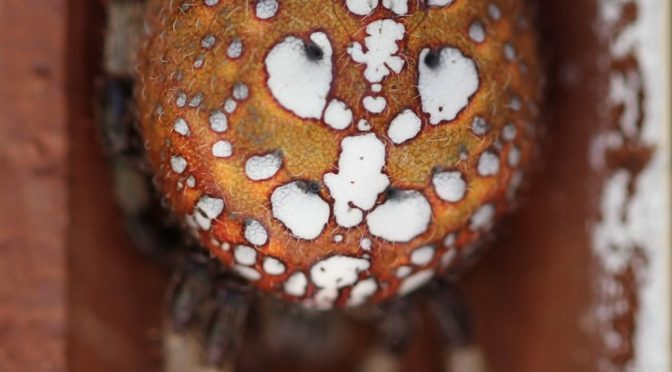 Signs of Autumn: Orbweavers