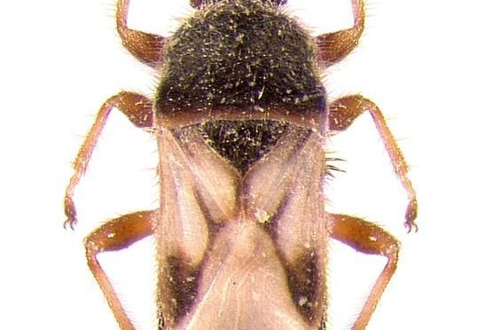 Chinch Bug: How a Tiny Insect Helped Wisconsin Become the Dairy State