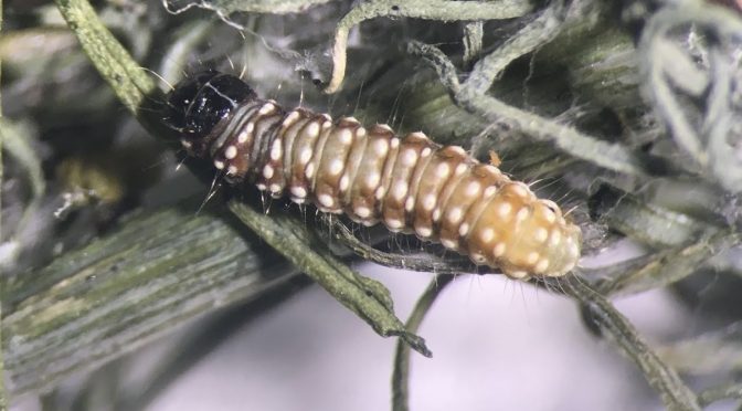 Purple Carrot Seed Moth Appears in Wisconsin