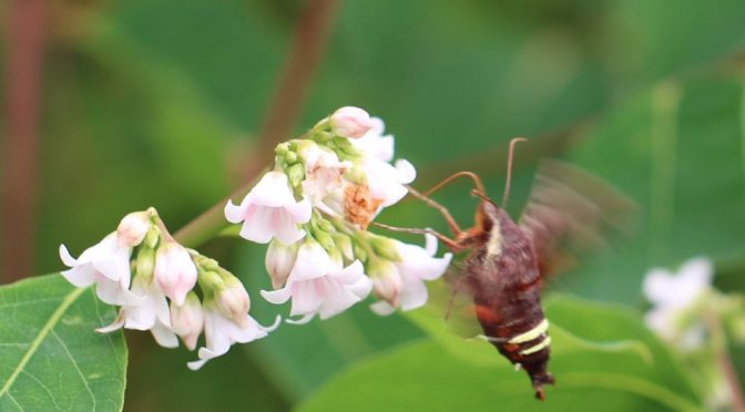 Sphinx Moths—Hovering at a Flower Near You