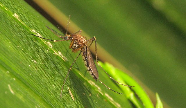 September’s Mosquito “Madness”