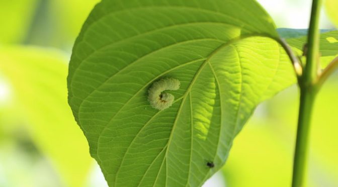 A Wood-Boring Insect Mystery