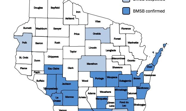 2018 Update: Brown Marmorated Stink Bug in Wisconsin