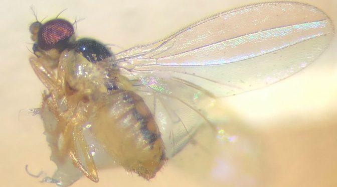 The Stories that Insects Tell
