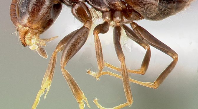 Identifying Insects by Smell, Part 2: Odorous House Ants