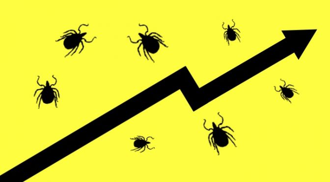 What’s Trending? Ticks and Lyme Disease