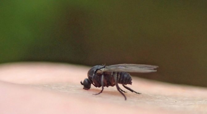 Black Flies: Out for Blood in the Midwest