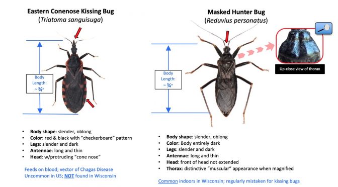 Masked Hunter Bugs: Another Kissing Bug Look-Alike
