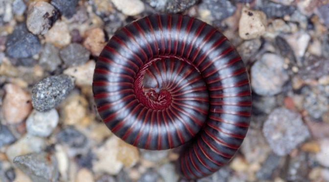 A Wandering Horde of…Millipedes