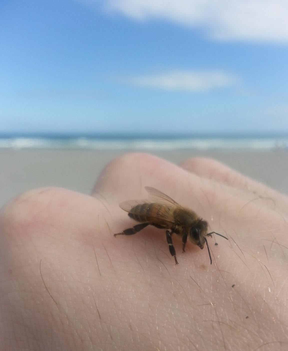A honey bee (Apis mellifera) on a Florida beach.