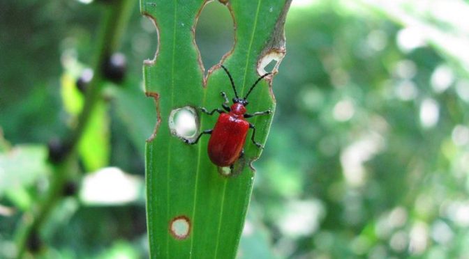 Red Alert for the Lily Leaf Beetle