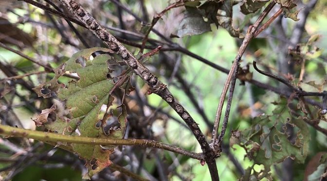 Insects on the Move: Viburnum Leaf Beetle