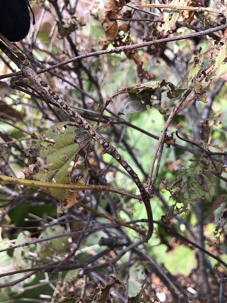 Egg pits of the viburnum leaf beetle on a viburnum twig.