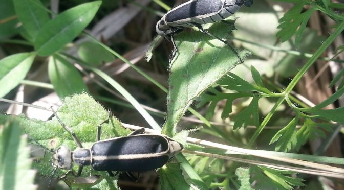 Blister Beetles—Unexpected Wisconsin Connections