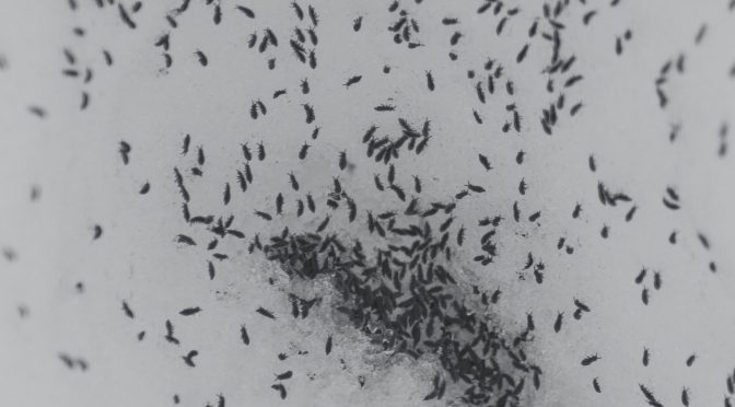 Snow Fleas: When a “Flea” isn’t a Flea