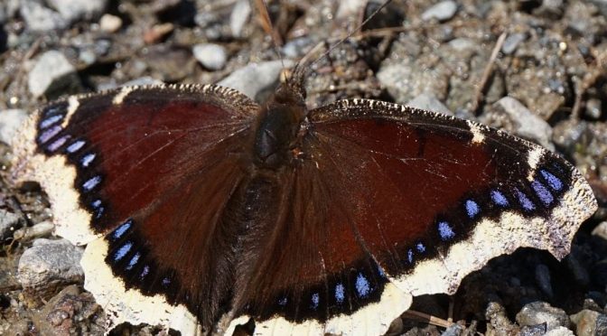 5 Spring Butterflies to Brighten Your Day