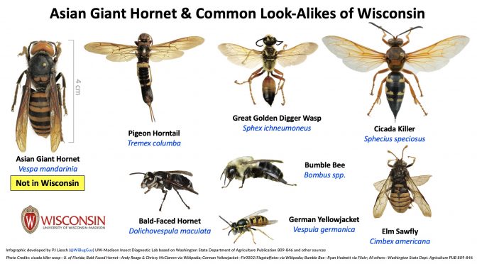 6 Things to Know About The Asian Giant Hornet