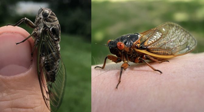 Cicada Mania in Wisconsin?…Not ‘Til 2024