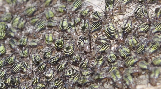 Some Insects Don’t Understand Social Distancing