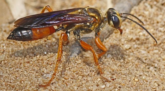 Great Golden Digger Wasp: Another Asian Giant Hornet Look-Alike