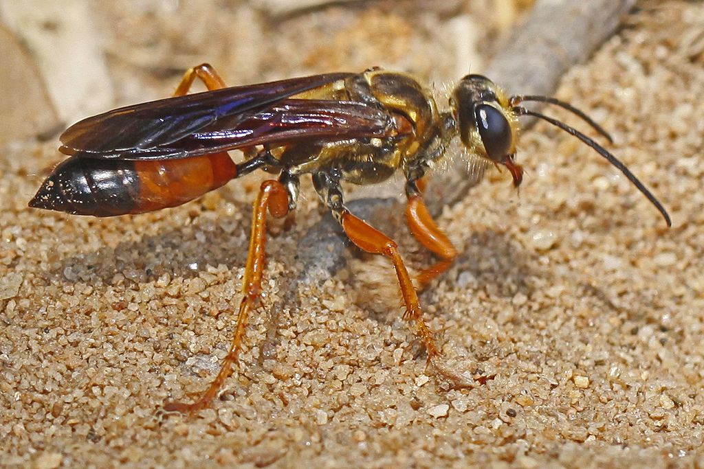 Great golden digger wasp