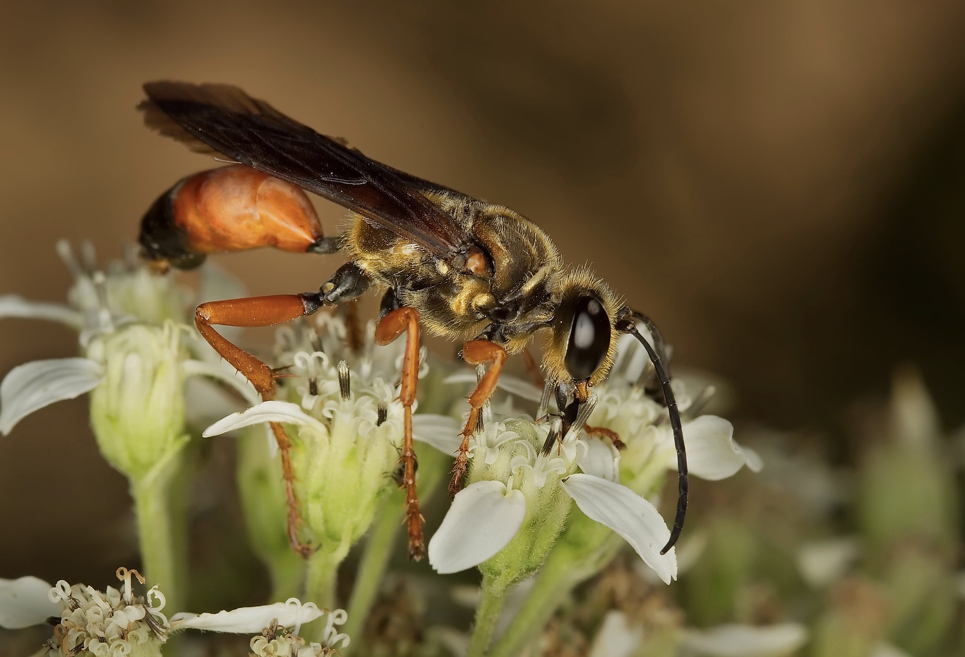 Great golden digger wasp on flower